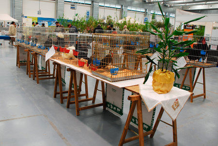 Gorizia, Italy - April 5th 2014  Poultry on display and sale at the annual Pollice Verde gardening exhibition  The unusual varieties on show include Silkies and Padovanasのeditorial素材