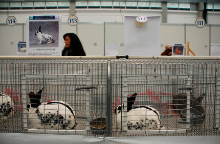 Gorizia, Italy - April 5th 2014  Rabbits on display and sale at the annual Pollice Verde gardening exhibition  These are English Piebald Rabbitsのeditorial素材