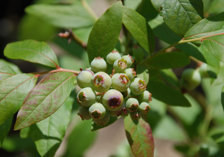 Under ripe blueberries on a blueberry plant, not yet ready to be picked. The focus is on the foreground blueberriesの写真素材