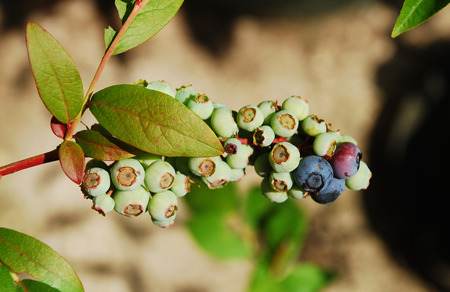 Under ripe blueberries on a blueberry plant slowly starting to ripen. The focus is on the foreground blueberriesの写真素材