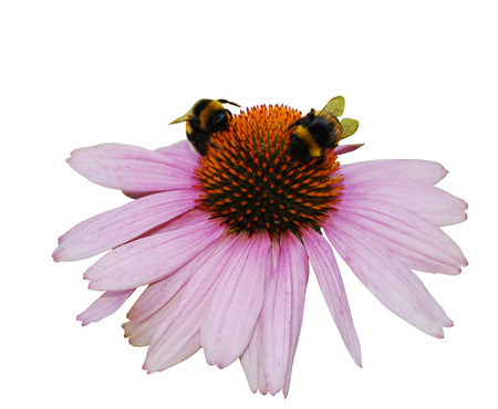 An Echinacea Purpurea flower, also known as Coneflower ? an herbaceous flowering perennial plant from the Asteraceae daisy family.の写真素材
