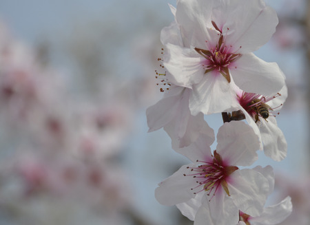 A small bee in the pink flower of the Grossa Dolce (or sweet big) almond tree in springの写真素材