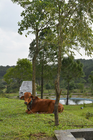 A cow tethered to a nearby tree in central Vietnamの写真素材