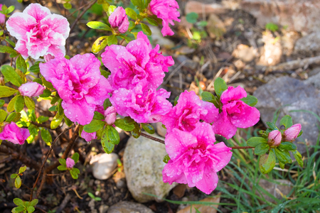 Pink flowers on an azalea bush growing in the shade in north east Italyの写真素材