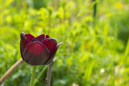 A deep maroon single early tulip in a spring garden in north east Italyの写真素材