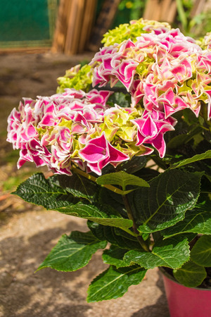 A pink harlequin hydrangea plant growing in a small plant pot in north east Italy