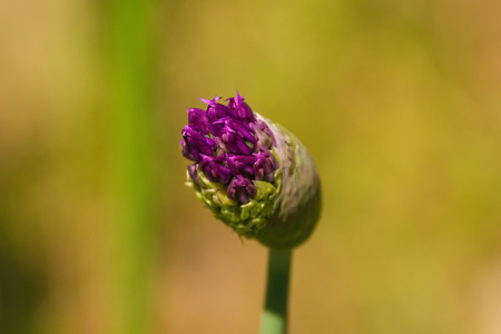 The bud of a purple allium starting to flower