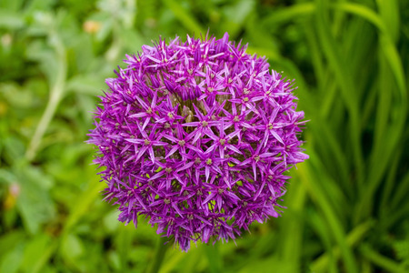 The flower of the Allium Giganteum (Giant Allium or Giant Onion), the tallest ornamental allium in...
