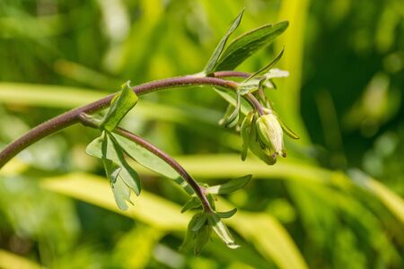 The bud of an Aquilegia flower in north east Italy in spring, also known as columbine or granny's bonnetの写真素材