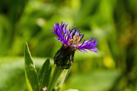 A Centaurea Montana flower with a bee, also known as perennial cornflower, mountain cornflower, bachelor's button, montane knapweed and mountain bluetの写真素材