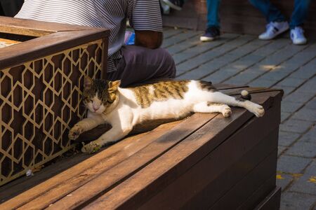 A street cat sleeps on a bench in Sultanahmet Square in Istanbul, Turkey
の写真素材