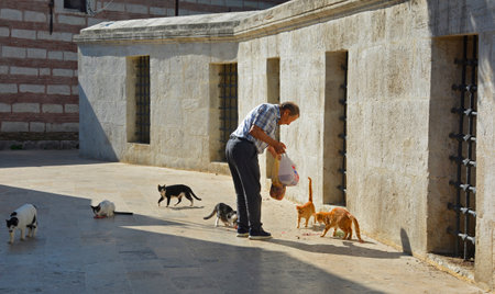 Istanbul, Turkey - September 17th 2019. A local resident feeds some of Istanbul's numerous street cats in the Uskudar district on the Asian side of the cityのeditorial素材