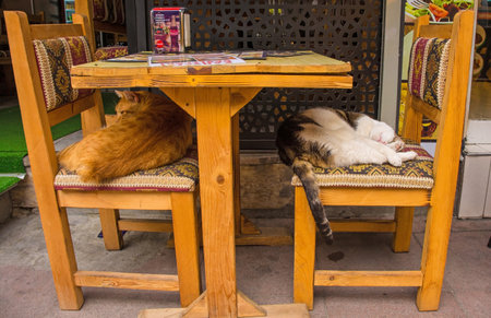 Istanbul, Turkey - September 10th 2019. Two street cats make themselves comfortable on chairs outside a restaurant in the Ortakoy district of Besiktas in Istanbulのeditorial素材