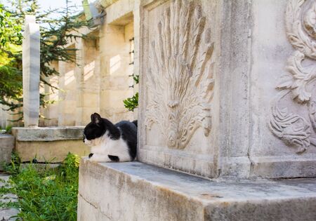 A resident street cat sleeps in the graveyard of Fatih mosque, Istanbul, Turkeyの写真素材