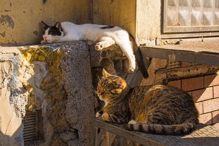 Two of the many street cats in the Cihangir district of Beyoglu, Istanbul, Turkeyの写真素材