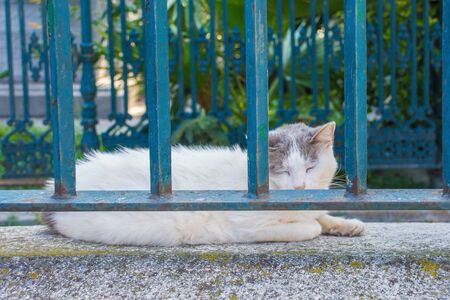 A resident street cat sleeps in the graveyard of Fatih mosque, Istanbul, Turkey
の写真素材