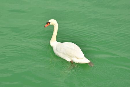 A white swan swimming in the waters of the Isola Della Cona wetland nature reserve in Friuli-Venezia Giulia, north east Italyの写真素材