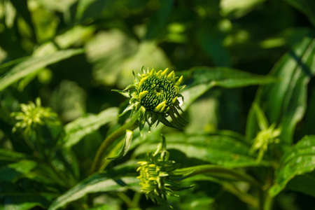 Late stage buds of an Echinacea Purpurea flower, also known as Purple Coneflower and Hedgehog...