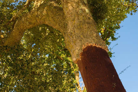 A cork oak tree, Quercus Suber, growing near Murlo in Siena Province, Tuscany, Italy. Part of the...