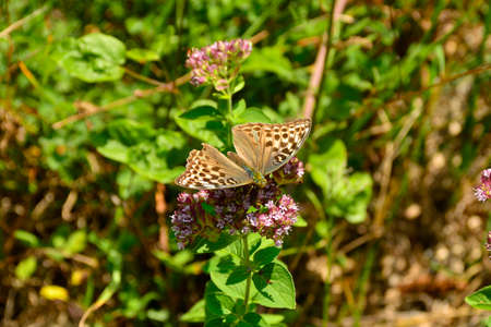 A female Silver Washed Fritillary Butterfly in north east Italy. They are on the flowers of the...