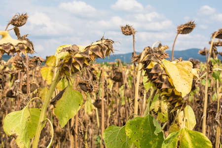 A field of drying sunflowers in August in Friuli-Venezia Giulia, north east Italyの写真素材