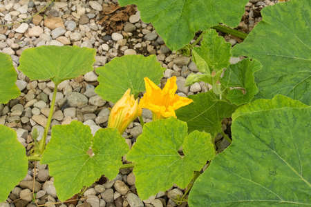 The flowers of a butternut squash plant growing in Friuli-Venezia Giulia, north east Italyの写真素材