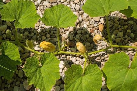 A butternut squash plant growing in Friuli-Venezia Giulia, north east Italyの写真素材