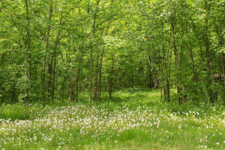 A late April woodland landscape close to the north east Italian village of Orzano in Friuli-Venezia Giuliaの写真素材