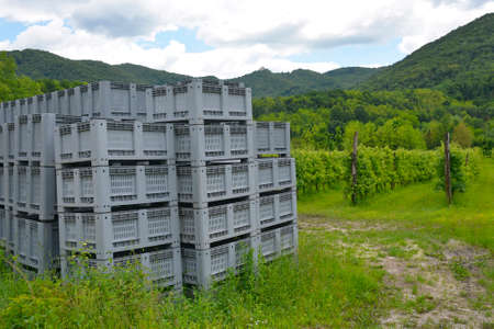 An orchard of red apples in late May near the village of Merso di Sopra in Udine Province,...