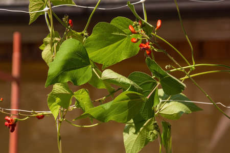 A red flowered Scarlet Runner Bean Plant growing in Friuli-Venezia Giulia, north east Italy in July. ALso known as Multiflora bean, this perennial vine is a legume from the Fabaceae familyの写真素材
