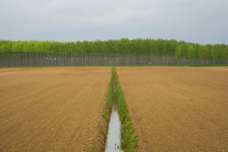 The late April landscape near San Giorgio di Nogaro in Friuli-Venezia Giulia in north east Italy, A...