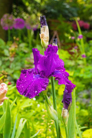 A purple iris growing in a garden in north east Italy. The flower is wet from recent rain.