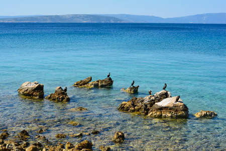 Cormorants sun themselves on the rocky late summer coast near to Punat on Krk Island in Primorje-Gorski Kotar County in western Croatiaの写真素材