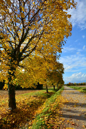 The mid-November autumn landscape in the fields of Moimacco near Cividale del Friuli, Udine Province, Friuli-Venezia Giulia, north east Italyの写真素材