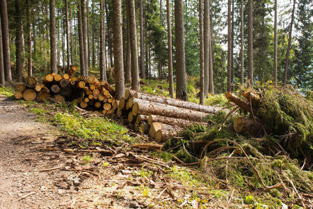 Logging of fir trees on Monte Ruke near Sauris di Sopra, Udine Province, Friuli-Venezia Giulia, north east Italy. Late Septemberの写真素材