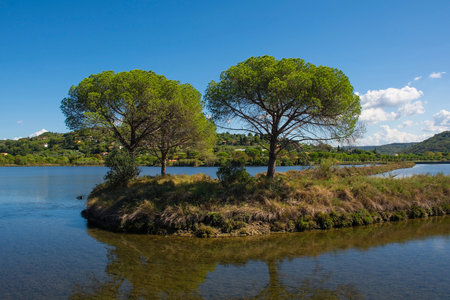 Strunjan protected marine park on the coast of Slovenia in the Gulf of Trieste, mid September. Italian stone pines, also called parasol or umbrella pines, are centralの写真素材