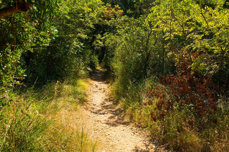 A coastal path south of the town of Punat on Krk Island in Primorje-Gorski Kotar County in western Croatia during late summerの写真素材