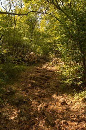 A woodland path in September leading to Saint Grysogonus Chapel near Glavotok on Krk island, Primorje-Gorski Kotar County, western Croatia. Part of the Krk Camino trailの写真素材
