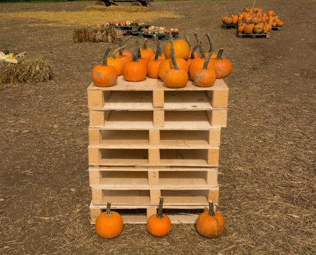 An early October display of traditional orange Halloween pumpkins in a pumpkin farm field in north east Italyの写真素材