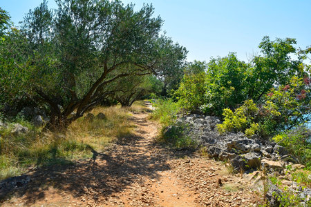 A coastal path south of the town of Punat on Krk Island in Primorje-Gorski Kotar County in western Croatia during late summerの写真素材