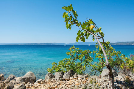 The late summer coastline near to Punat on Krk Island in Primorje-Gorski Kotar County in western Croatiaの写真素材
