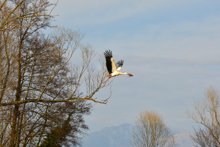 An adult white stork, Ciconia Ciconia, in a nature reserve in Udine province, Friuli-Venezia Giulia, north east Italyの写真素材