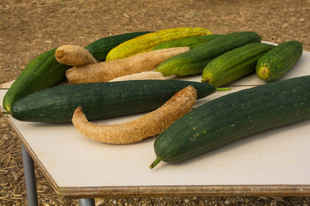 An early October display of luffas or loofahs in a pumpkin farm field in north east Italyの写真素材