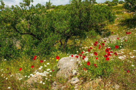The spring landscape near Bobovisca on Brac Island in Croatia in May - an olive grove with wild flowers including red poppiesの写真素材