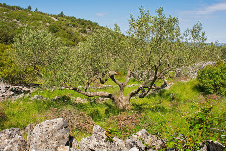 An olive grove in the spring near Nerezisca village on Brac Island in Croatiaの写真素材