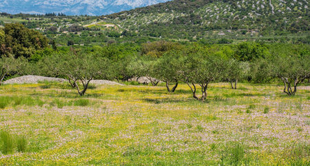 The spring landscape near Nerezisca on Brac Island in Croatia in May - an olive grove with a carpet of wild flowersの写真素材