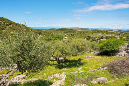 An olive grove near Nerezisca on Brac Island in Croatia in May, showing the island's characteristic stone mounds and wallsの写真素材