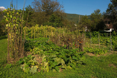 A small domestic vegetable plot in Kulen Vakuf village in the Una National Park. Una-Sana Canton, Federation of Bosnia and Herzegovina. Tomatoes, beans, courgettes. Early Septemberの写真素材