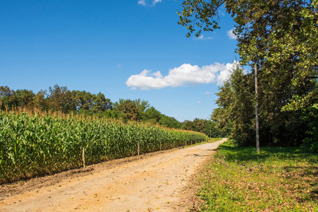 A corn field in the rural summer landscape near Grabovac Banski village close to Petrinja in...