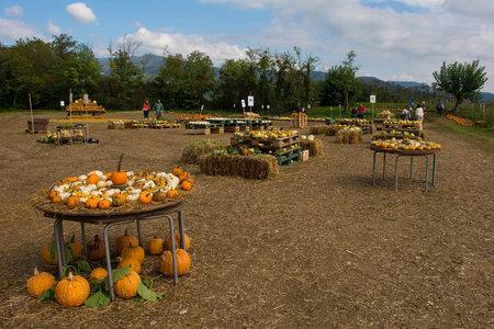 Ziracco, Italy - October 2nd 2022. An early October display of pumpkins including the traditional orange Halloween pumpkins in a pumpkin farm field in north east Italyのeditorial素材